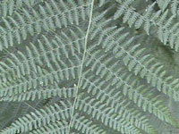 Fern &copy; copyright 2003 John Wentworth