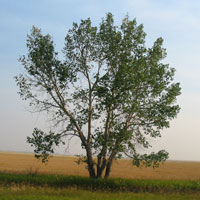 Prairie Sentinel &copy; copyright 2003 John Wentworth